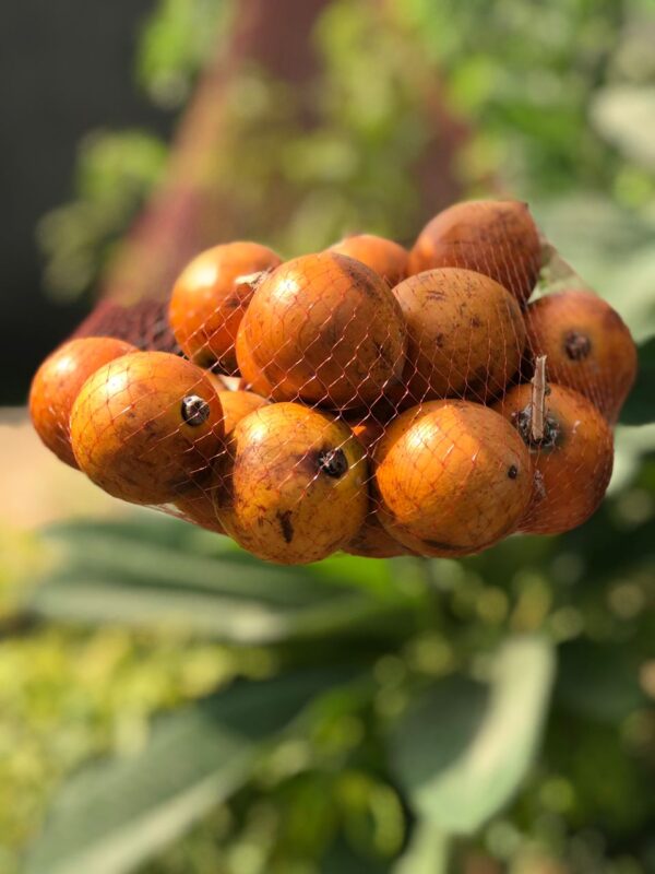 zen bamboo grove zen bamboo grove